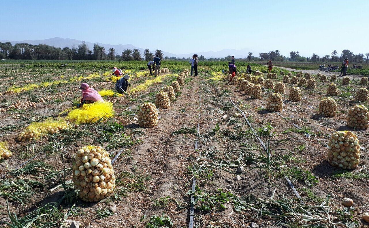 برداشت پیاز خارج از فصل در توکهور وهشتبندی