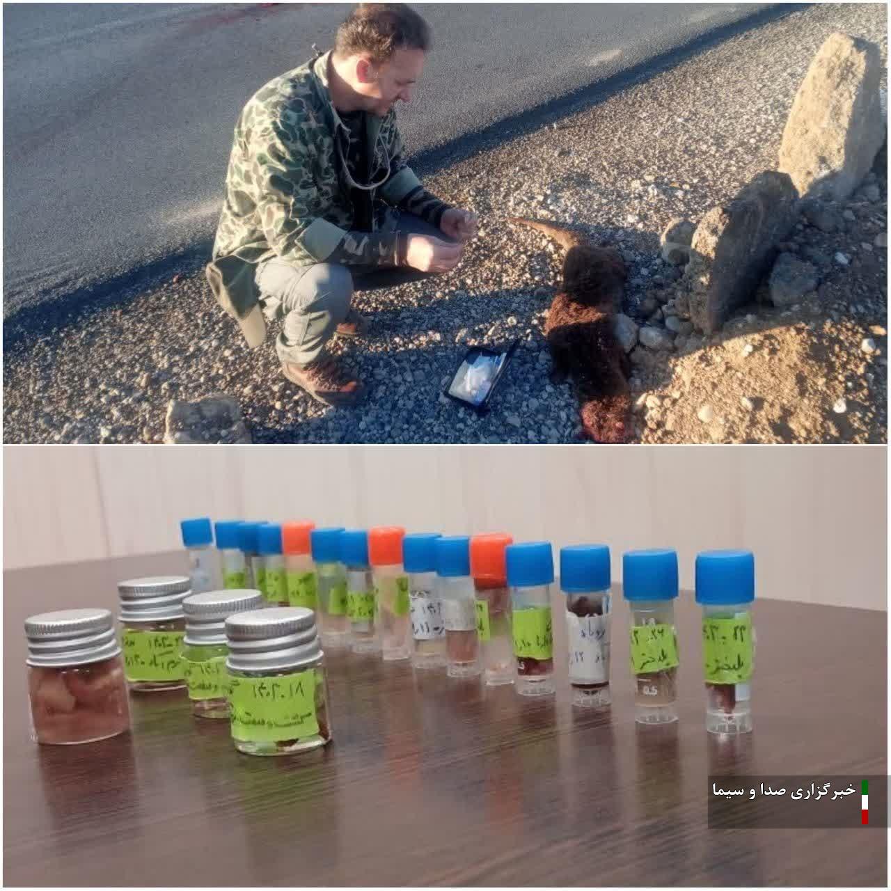 تهیه ۴۱ نمونه بیولوژیک از گونههای مختلف جانوری در لرستان تهیه ۴۱ نمونه بیولوژیک از گونههای مختلف جانوری در لرستان