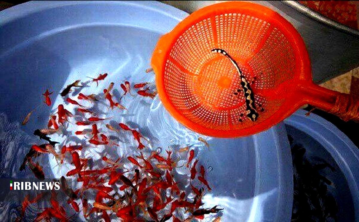 ممنوعیت خرید و فروش گونههای جانوری حیات وحش ممنوعیت خرید و فروش گونههای جانوری حیات وحش