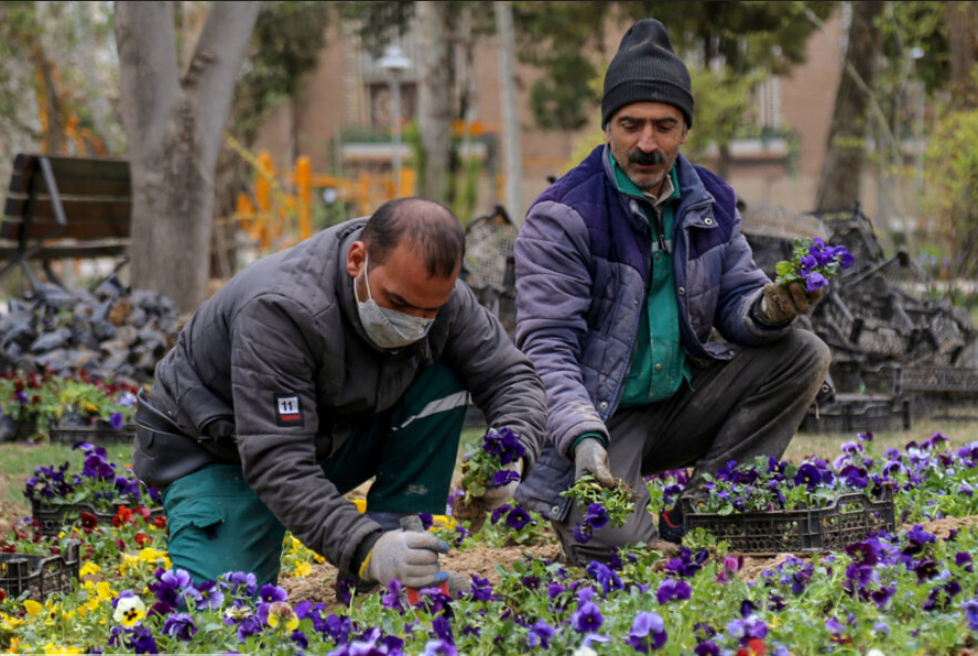 مهریز بوی بهار می گیرد