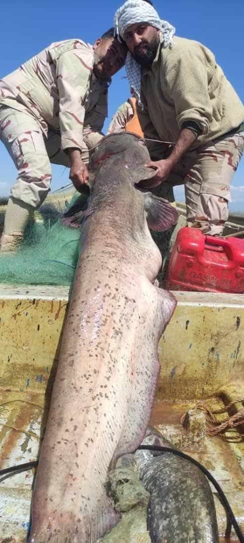 رهاسازی ماهی ۳۰۰ کیلویی به رود خانه ارس رهاسازی ماهی ۳۰۰ کیلویی به رود خانه ارس