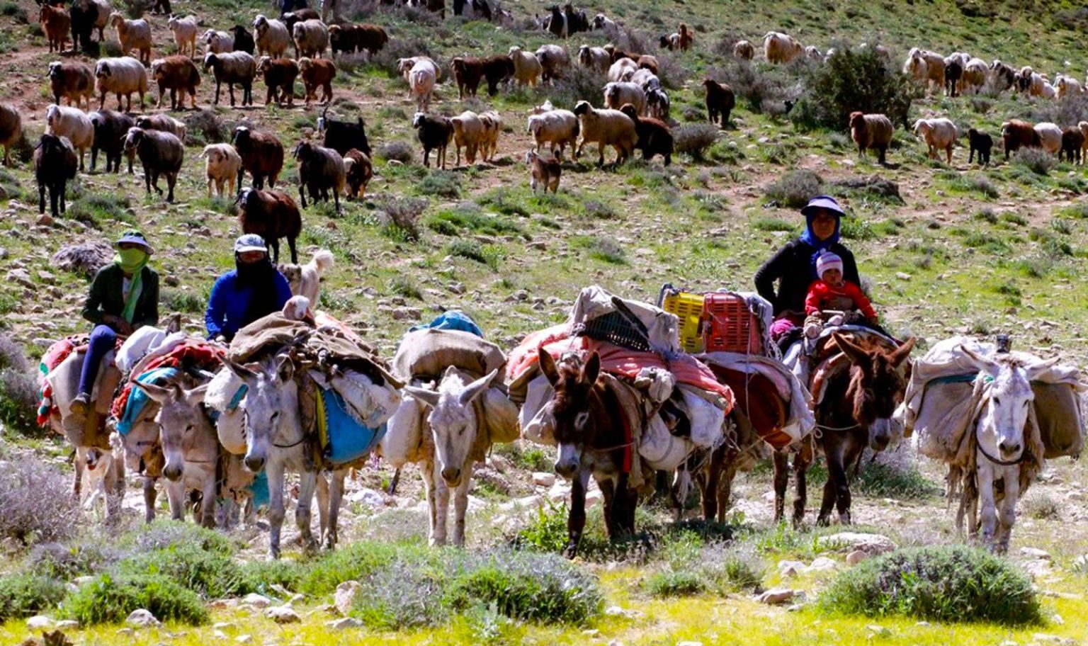 کوچ عشایر به مناطق ییلاقی شمال آذربایجان‌غربی آغاز شد