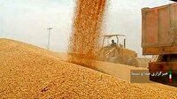 خرید ۱۶۵ هزار تن گندم از کشاورزان لرستانی