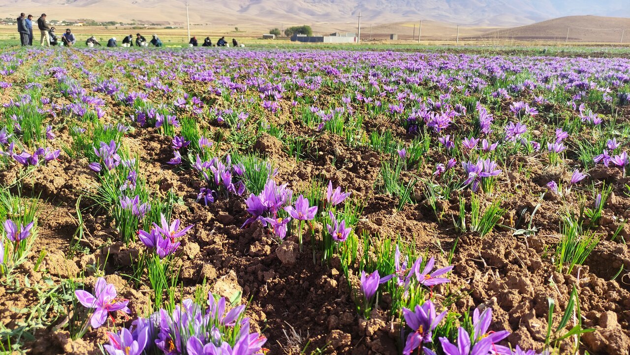 آغاز برداشت زعفران از مزارع آذربایجان‌غربی