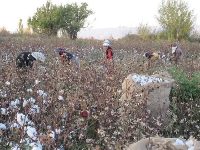 آغاز برداشت پنبه از سطح زیر کشت مزارع در شهرستان شهرستان‌های میان جلگه و نیشابور