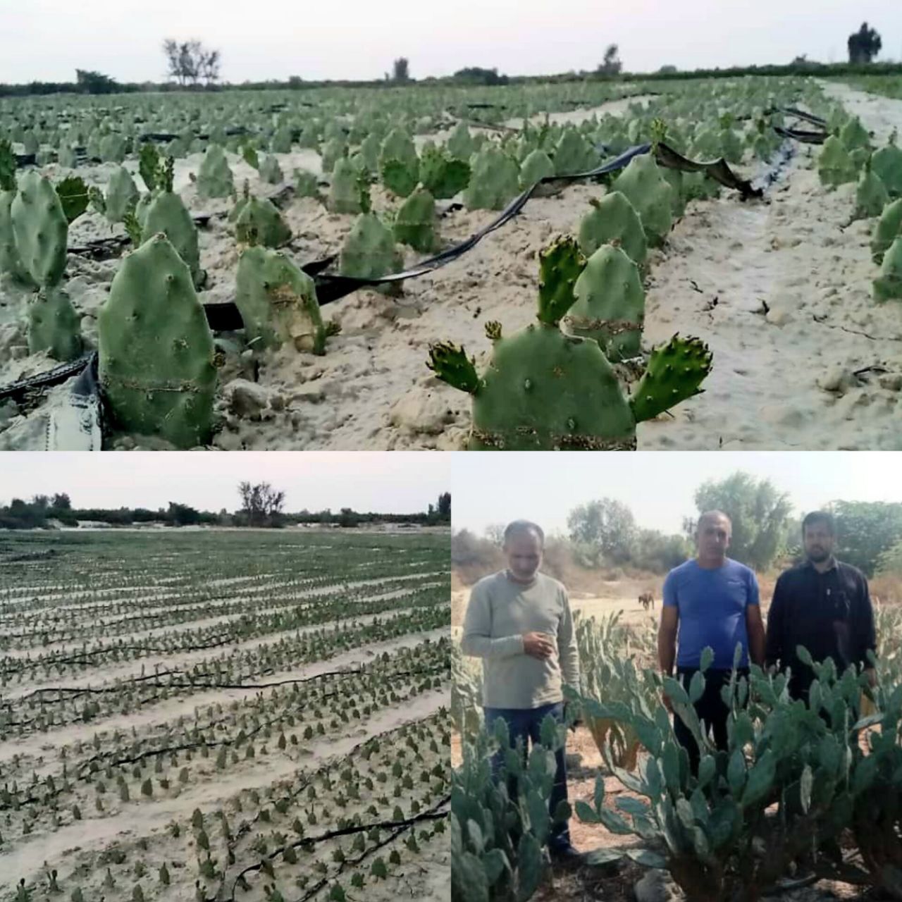 کشت به ۱۸ هکتار درمزرعه پرورش کاکتوس اوپونتیا در شهرستان زرآباد کشت به ۱۸ هکتار درمزرعه پرورش کاکتوس اوپونتیا در شهرستان زرآباد