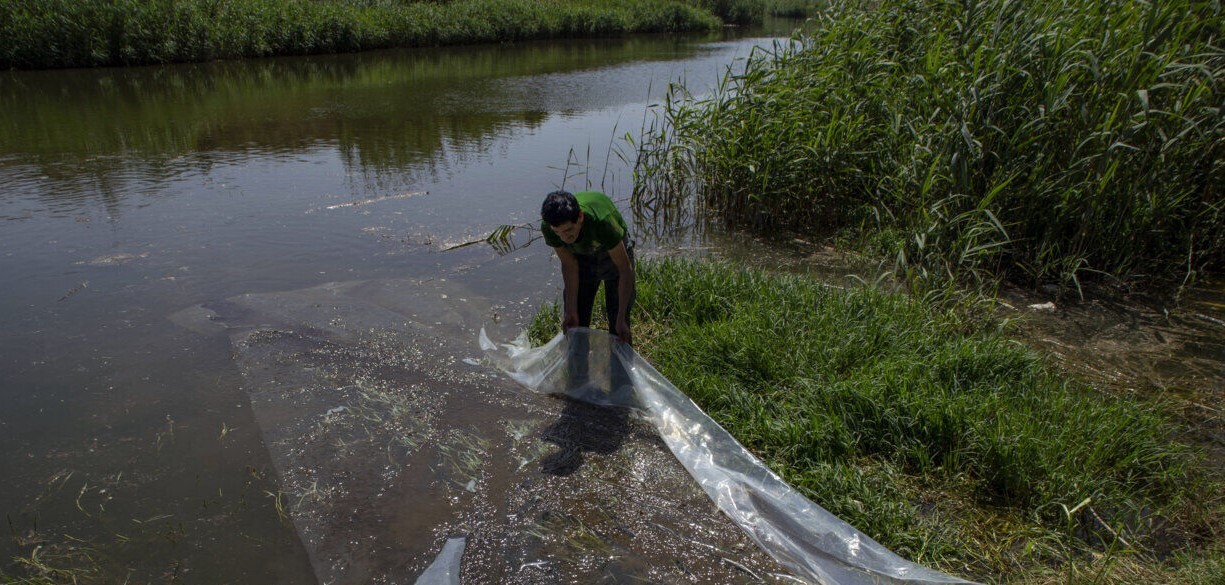 رها سازی ماهی برای مقابله با پشه آئدس در بندرعباس رها سازی ماهی برای مقابله با پشه آئدس در بندرعباس
