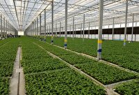 جهش ۶ درصدی توسعه زیرساخت‌های کشت گلخانه‌ای در همدان