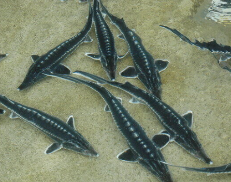 بهره برداری از سه واحد تولید ماهیان خاویاری در کهگیلویه و بویراحمد