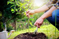 تولید ۸۰۰ هزار اصله نهال در کهگیلویه و بویراحمد