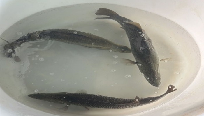 واگذاری ۹۰ مولد باس دریایی آسیایی زودرس به دو بخش خصوصی در جزیره قشم و بوشهر واگذاری ۹۰ مولد باس دریایی آسیایی زودرس به دو بخش خصوصی در جزیره قشم و بوشهر