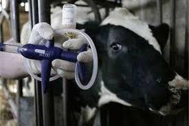 آغاز واکسیناسیون دامها در مقابل تب برفکی