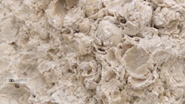 بزرگ ترین معادن صدف کوهی جهان در گلستان