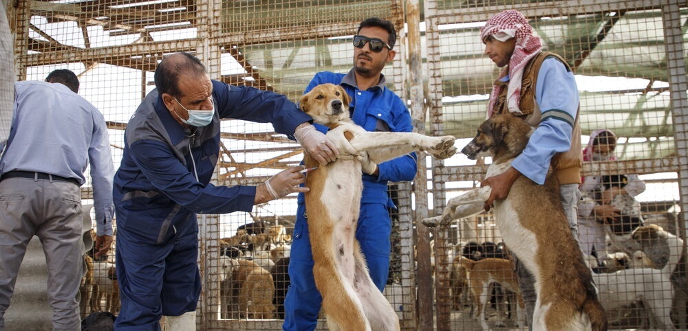ایمن سازی بیش از ۳ هزار قلاده سگ صاحبدار در اندیکا علیه بیماری هاری ایمن سازی بیش از ۳ هزار قلاده سگ صاحبدار در اندیکا علیه بیماری هاری