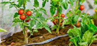 کشت گوجه فرنگی زمستانه در شهرستان مُهر
