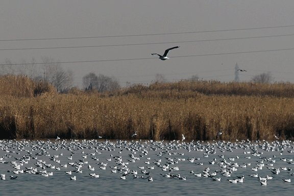 جوجه آوری پرندگان بومی و مهاجردر تالابهای نقده