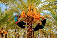 آغاز برداشت محصول نخیلات استان بوشهر از نیمه دوم تیر