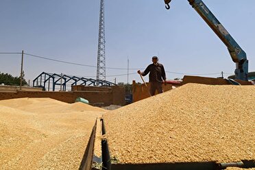 عبور خرید تضمینی گندم استان کرمانشاه از مرز ۵۰۰ هزار تن