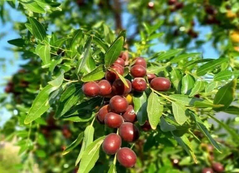 آغاز برداشت عناب نوبرانه از باغات شهرستان سربیشه