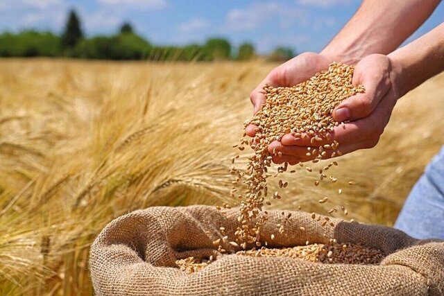خریداری 267 هزار تُن گندم از کشاورزان آذربایجان‌غربی