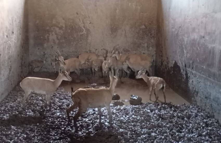 نجات ۱۷ رأس کل و بز وحشی گرفتار در آب‌انبار در طبس