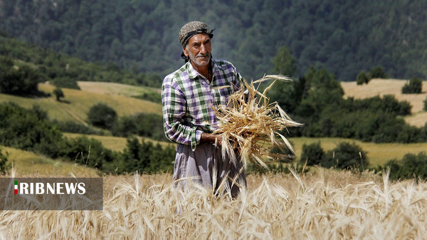 پرداخت ۹۵ درصد مطالبات گندم کاران لرستانی