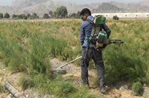 آغاز برداشت مارچوبه در رودان