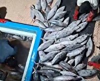 تور‌های پروپیمان صیادان کنارکی