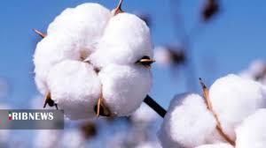 آغاز برداشت پنبه از پنبه زارهای خراسان شمالی آغاز برداشت پنبه از پنبه زارهای خراسان شمالی