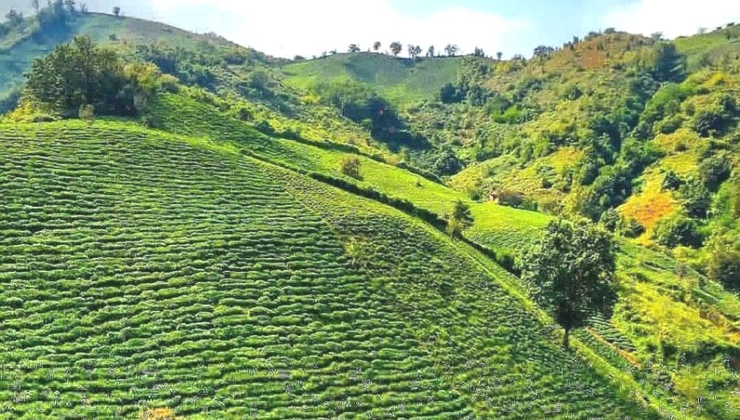 هوای گیلان همچنان صاف و آفتابی