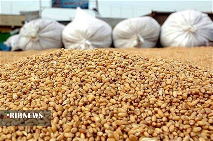 کشف ۲۰۰ تن نهاده دامی احتکار شده در لرستان