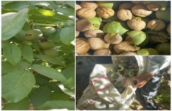 ۴۰۰ تن برداشت گردو حاصل اصلاح این محصول باغی در خوانسار ۴۰۰ تن برداشت گردو حاصل اصلاح این محصول باغی در خوانسار