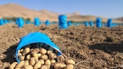 رونق کشت «ساگیتا» در چادگان رونق کشت «ساگیتا» در چادگان