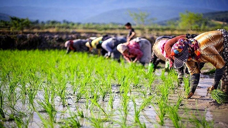 پیش بینی تولید نزدیک به ۲ میلیون تن برنج پیش بینی تولید نزدیک به ۲ میلیون تن برنج