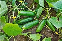 کاهش ۲۰ درصدی کشت خیار سبز در منطقه توکهور و هشتبندی