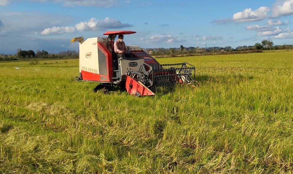 افزایش ۱۵ درصدی برداشت راتون در شهرستان فومن