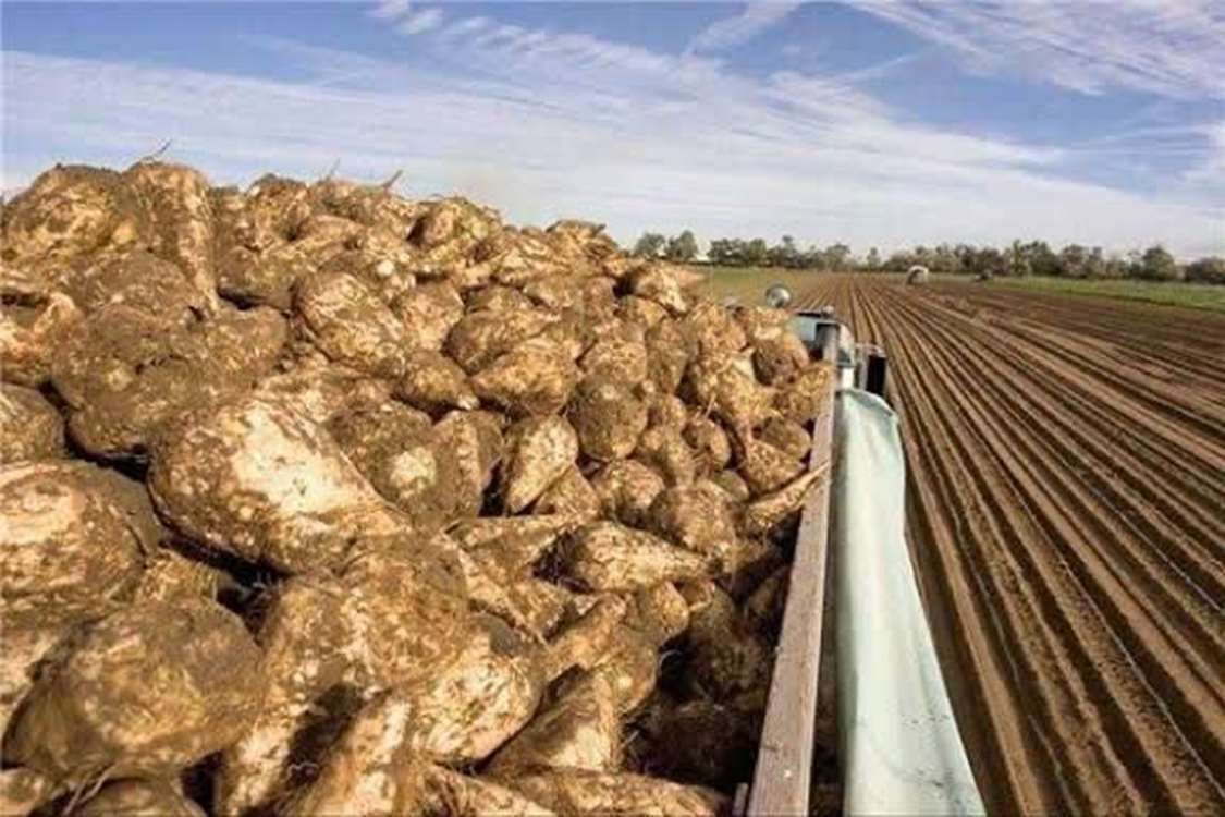 برداشت بیش از ۱۴ هزار تن چغندرقند در شهرستان بروجن