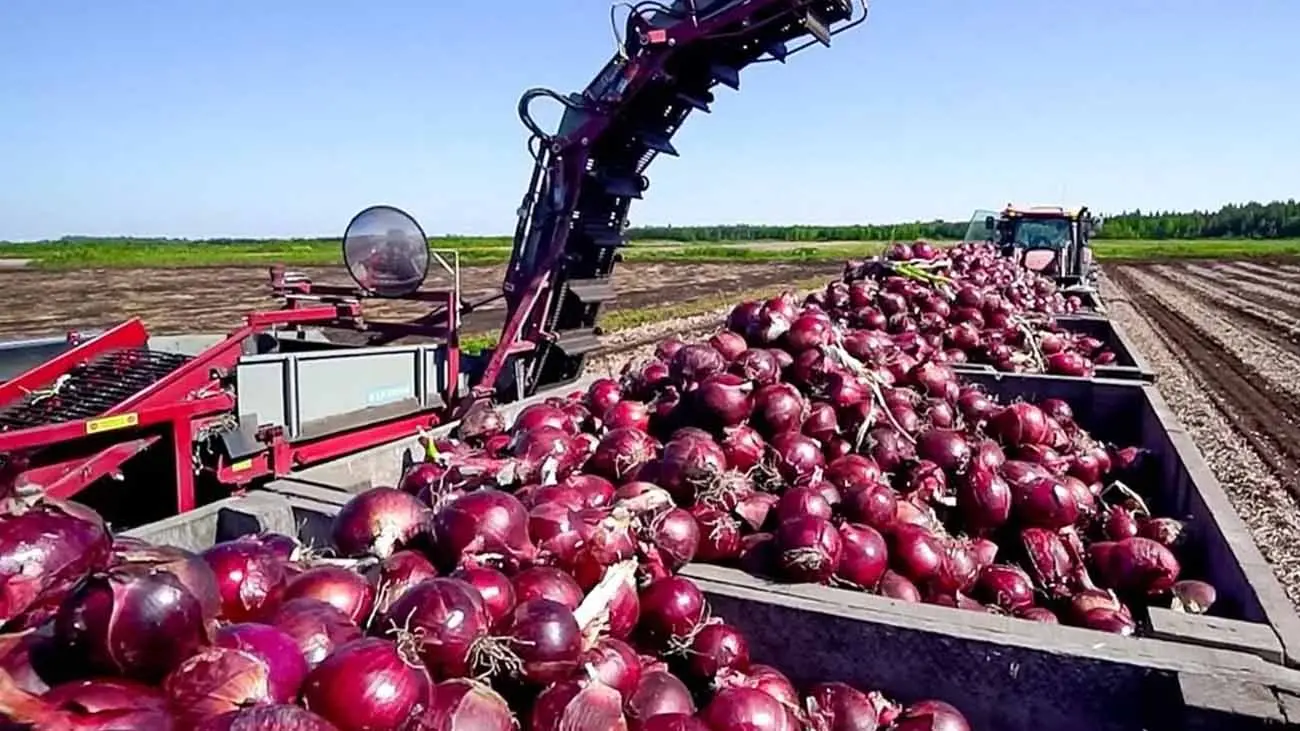 آغاز  برداشت پیاز در سرچهان از اوایل آبان ماه