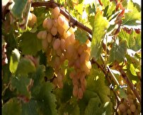 برداشت انگور سرخ فخری در شاهرود