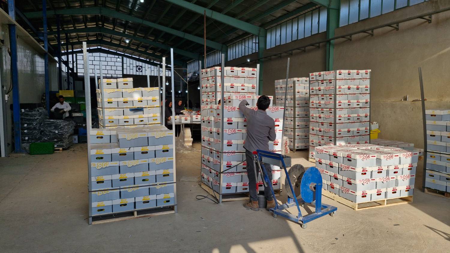 صادرات ۲۰ تن فلفل دلمهای در بیضا به کشور روسیه صادرات ۲۰ تن فلفل دلمهای در بیضا به کشور روسیه