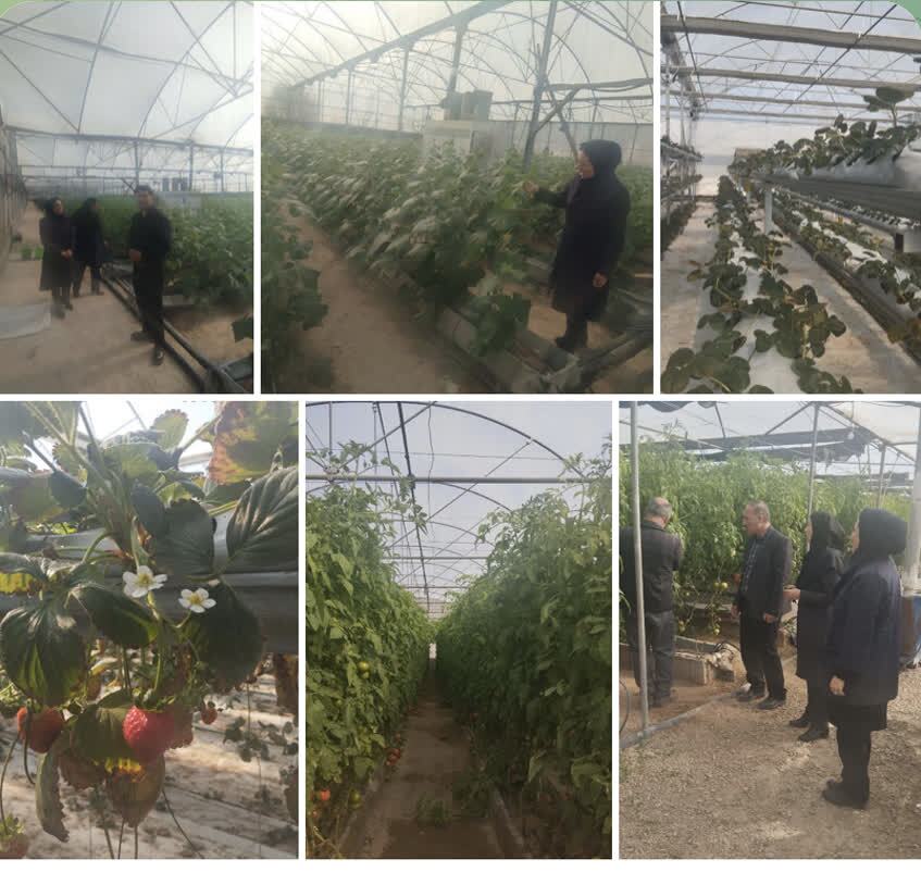 رونق کشت گلخانه‌ای در شهرستان ارومیه