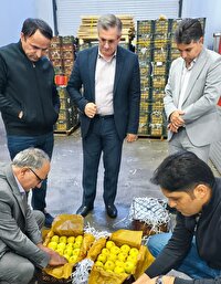 بازدید معاون فنی و بازرگانی سازمان مرکزی تعاون روستائی از سردخانه‌های نقده و اشنویه