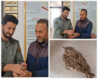 تحویل پرنده طرقه آسیبدیده به اداره حفاظت محیطزیست چالدران