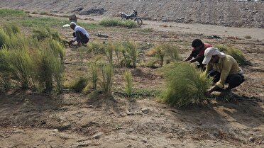 برداشت گیاه مارچوبه از زمین‌های کشاورزی بخش شمیل