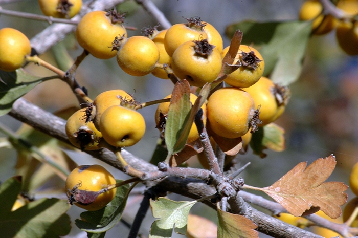 زالزالک آنتی اکسیدانی قدرتمند برای مبارزه باسرطان زالزالک آنتی اکسیدانی قدرتمند برای مبارزه باسرطان