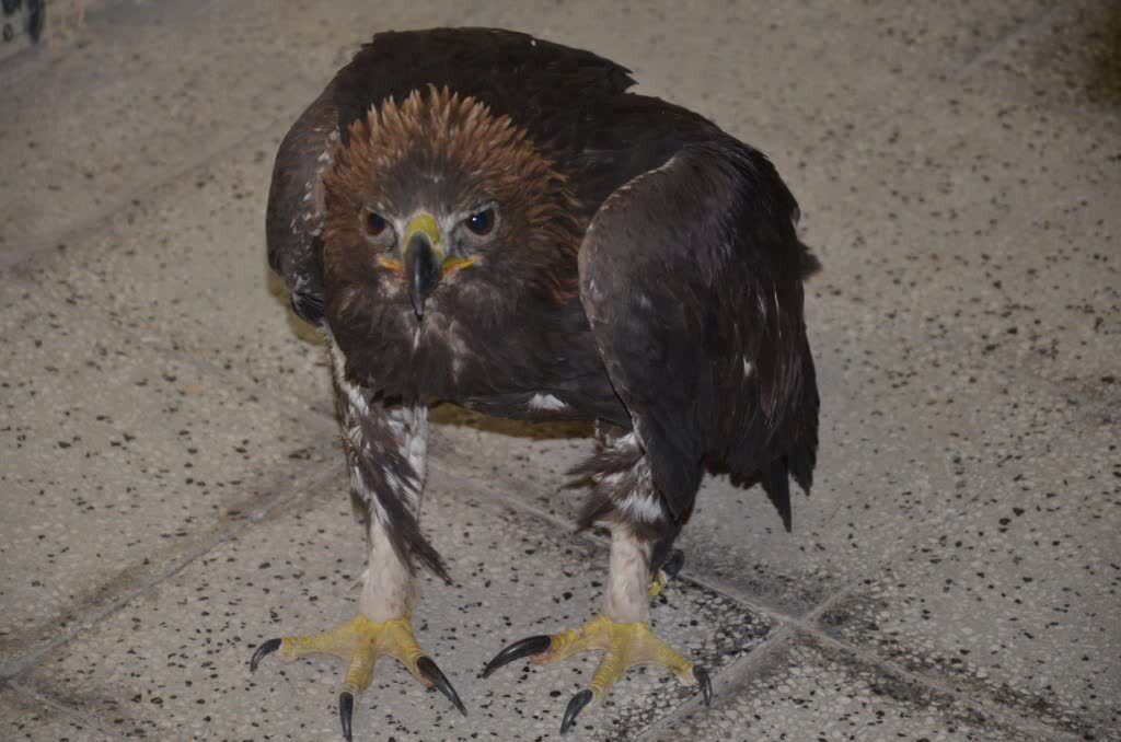 شکارچی / دامغان