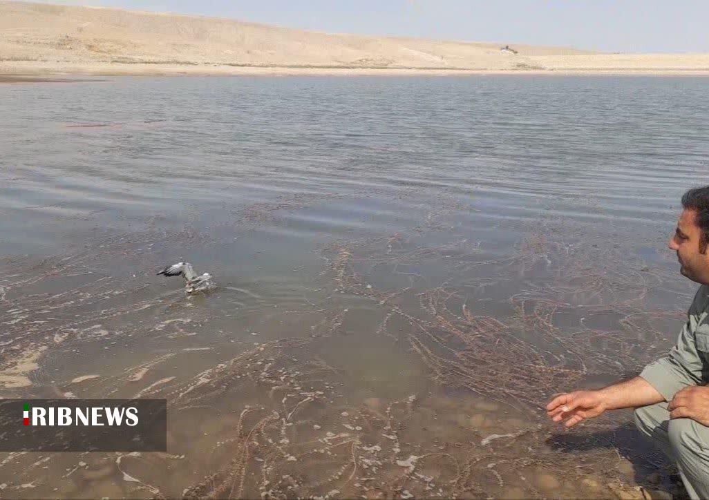 رهاسازی یک قطعه کاکایی در سد چری فاروج رهاسازی یک قطعه کاکایی در سد چری فاروج