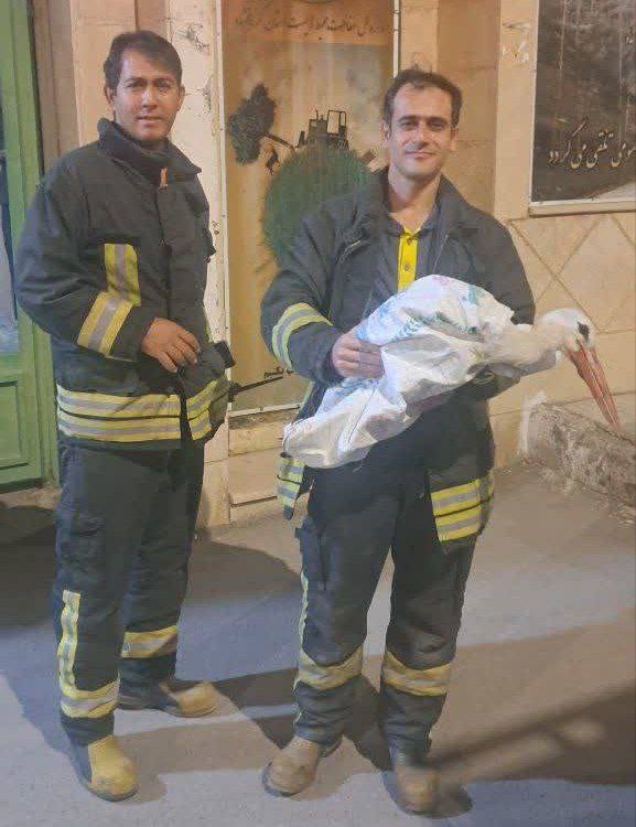 نجات لک لک گرفتار در یک دکل مخابراتی در کرمانشاه نجات لک لک گرفتار در یک دکل مخابراتی در کرمانشاه