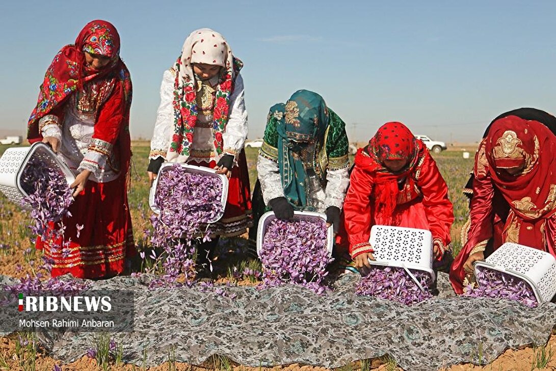 آغاز برداشت زعفران از مزارع تربت حیدریه
