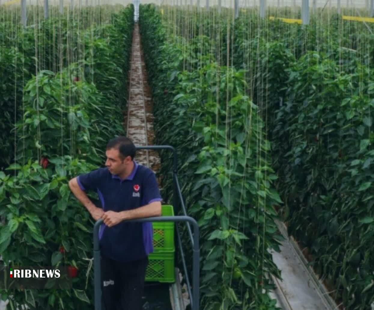 اختصاص هزار و ۲۱۰ میلیارد ریال اعتبار برای حمایت از کشاورزان در شیروان اختصاص هزار و ۲۱۰ میلیارد ریال اعتبار برای حمایت از کشاورزان در شیروان